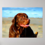Bosco - Chocolate Labrador Art Posters