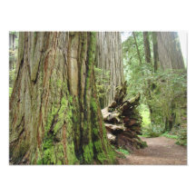 Bosque de los árboles de la secoya de la fotografí