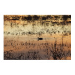 Bosque del Apache posters