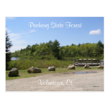 Bosque del estado de Pachaug… Postal