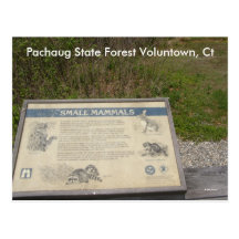 Bosque del estado de Pachaug… Postal