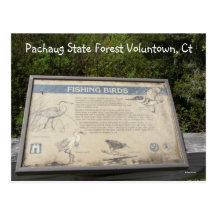 Bosque del estado de Pachaug… Postales