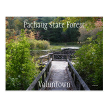 Bosque del estado de Pachaug Postales