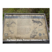 Bosque del estado de Pachaug… Tarjeta Postal