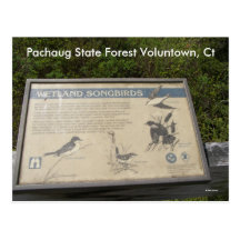 Bosque del estado de Pachaug… Tarjetas Postales