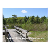 Bosque del estado de Pachaug… Tarjetas Postales