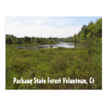 Bosque del estado de Pachaug… Tarjetas Postales
