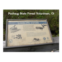 Bosque del estado de Pachaug… Tarjetas Postales