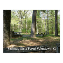Bosque del estado de Pachaug… Tarjetas Postales