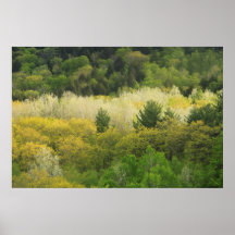 Bosque verde de la montaña en primavera poster
