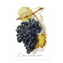 Bosqui Mignon CA Wine Grapes posters