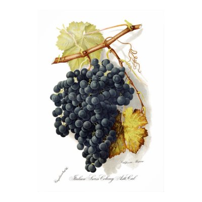 Bosqui Mignon CA Wine Grapes Poster by westpaper