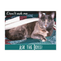 Boss Kitty postcard