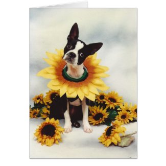 Boston Bull Terrier Dog Greeting Card