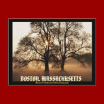 Boston Massachessett Post card Mojisola Okubule postcards