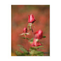 Boston rose postcards by alinphoto Boston rose postcards