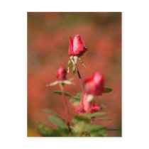 Boston rose postcards by alinphoto Boston rose postcards