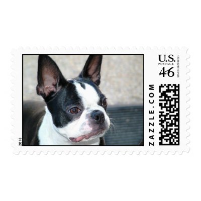Boston-Terrier-001 Postage by paulkostyz