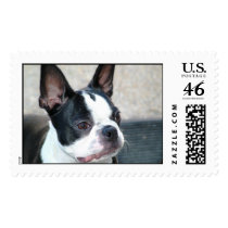 Boston-Terrier-001 postage by paulkostyz Boston-Terrier-001 postage