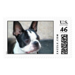 Boston-Terrier-001 postage
