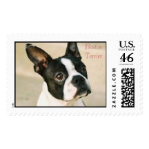 boston-terrier-0239, Boston Terrier Stamp