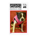 boston terrier 2 postage