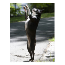 Boston Terrier 2 Postcard
