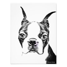 Boston Terrier Art Photo