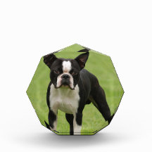 Boston terrier awards
