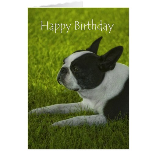 Boston Terrier Birthday Card Zazzle