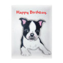 Boston Terrier Birthday postcard postcard