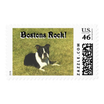 Boston Terrier:  Bostons Rock Stamps