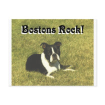 Boston Terrier:  Bostons Rock postcards