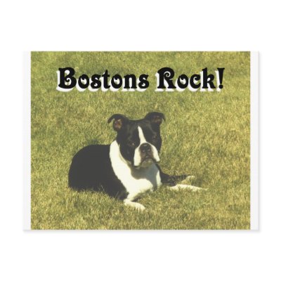 Boston Terrier: Bostons Rock Postcard