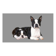 Boston Terrier Breeder Business Card