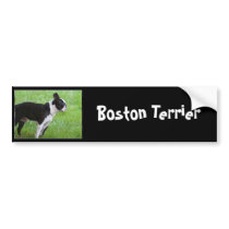 Boston Terrier bumper sticker