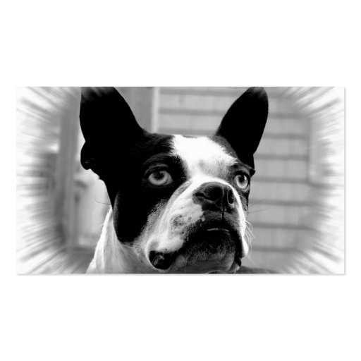 Boston Terrier Business Card (back side)