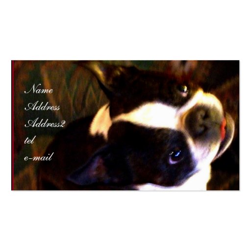 Boston Terrier business Card (front side)
