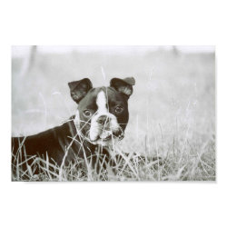 Boston Terrier/ Buster Capone 2 print