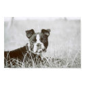 Boston Terrier/ Buster Capone 2 posters by MISTERWILLIAMS Boston Terrier/ Buster Capone 2 posters