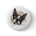 Boston Terrier Busting Out button