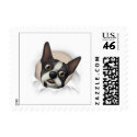 Boston Terrier Busting Out - Customized stamp