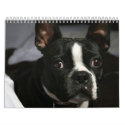 Boston Terrier Calendar 2009
