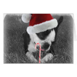 Boston terrier candy cane christmas card