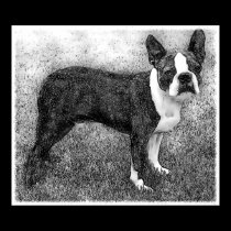 Boston Terrier Canvas print