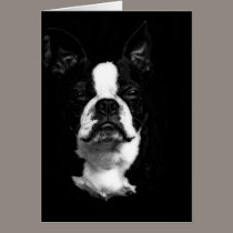 Boston Terrier cards by zeebuzz Boston Terrier cards