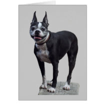 Boston Terrier cards