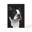 Boston Terrier cards