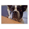boston terrier cards by KatAnnette boston terrier cards