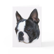 Boston Terrier cards